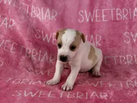 Dixie , a female Jack Russell Terrier for sale in Birmingham, AL – 6 of 9