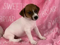 Cherry JRT, a female Parson Russell Terrier for sale in Birmingham, AL – Photo 4 of 4