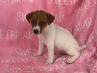 Cherry JRT, a female Parson Russell Terrier for sale in Birmingham, AL – Photo 3 of 4