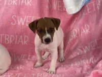 Cherry JRT, a female Parson Russell Terrier for sale in Birmingham, AL – Photo 1 of 4