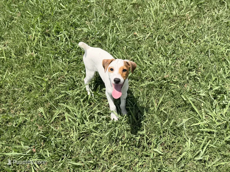 Porter  – Jack Russell Terrier puppy for sale in Birmingham, AL