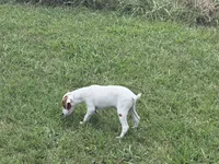 Petey, a male Jack Russell Terrier for sale in Birmingham, AL – 6 of 9