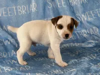 Porter , a male Jack Russell Terrier for sale in Birmingham, AL – 5 of 5