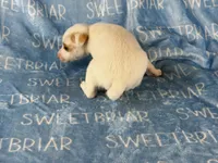 Pistol, a male Jack Russell Terrier for sale in Birmingham, AL – 6 of 6