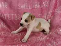 Dixie , a female Jack Russell Terrier for sale in Birmingham, AL – 8 of 9