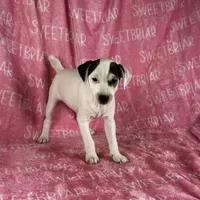 Luna, a female Jack Russell Terrier for sale in Birmingham, AL – Photo 2 of 7
