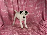 Luna, a female Jack Russell Terrier for sale in Birmingham, AL – Photo 1 of 7