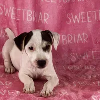 Luna, a female Jack Russell Terrier for sale in Birmingham, AL – Photo 6 of 7