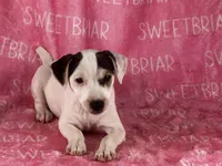 Luna, a female Jack Russell Terrier for sale in Birmingham, AL – Photo 6 of 7