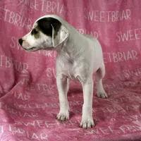 Luna, a female Jack Russell Terrier for sale in Birmingham, AL – Photo 4 of 7