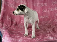 Luna, a female Jack Russell Terrier for sale in Birmingham, AL – Photo 4 of 7