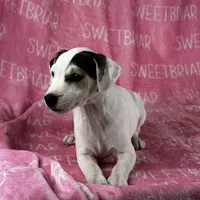 Luna, a female Jack Russell Terrier for sale in Birmingham, AL – Photo 7 of 7