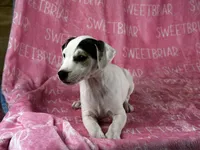 Luna, a female Jack Russell Terrier for sale in Birmingham, AL – Photo 7 of 7