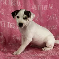 Luna, a female Jack Russell Terrier for sale in Birmingham, AL – Photo 1 of 7