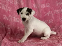 Luna, a female Jack Russell Terrier for sale in Birmingham, AL – Photo 2 of 7
