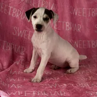 Luna, a female Jack Russell Terrier for sale in Birmingham, AL – Photo 5 of 7