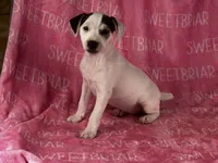 Luna, a female Jack Russell Terrier for sale in Birmingham, AL – Photo 5 of 7