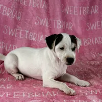 Luna, a female Jack Russell Terrier for sale in Birmingham, AL – Photo 3 of 7