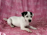 Luna, a female Jack Russell Terrier for sale in Birmingham, AL – Photo 3 of 7