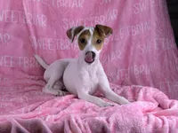 Poppy JRT , a female Parson Russell Terrier for sale in Birmingham, AL – 4 of 4