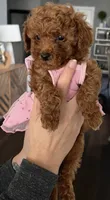 Sophie, a female Poodle - Toy  for sale in Arlington, TX – 2 of 2