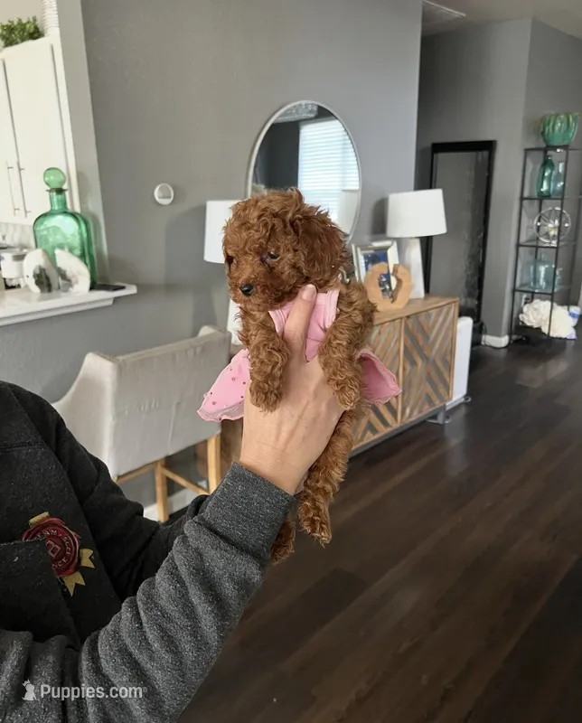 Sophie – Poodle - Toy  puppy for sale in Arlington, TX
