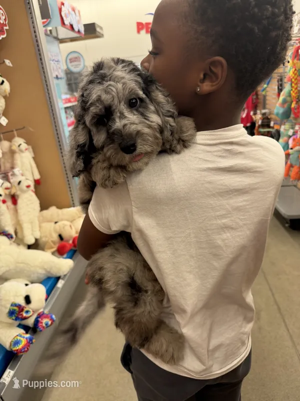 Benji – Miniature Goldendoodle puppy for sale in Kokomo, IN