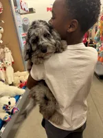 Benji, a male Miniature Goldendoodle for sale in Kokomo, IN – 1 of 1