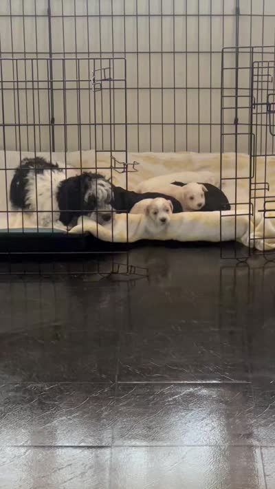 Facility video