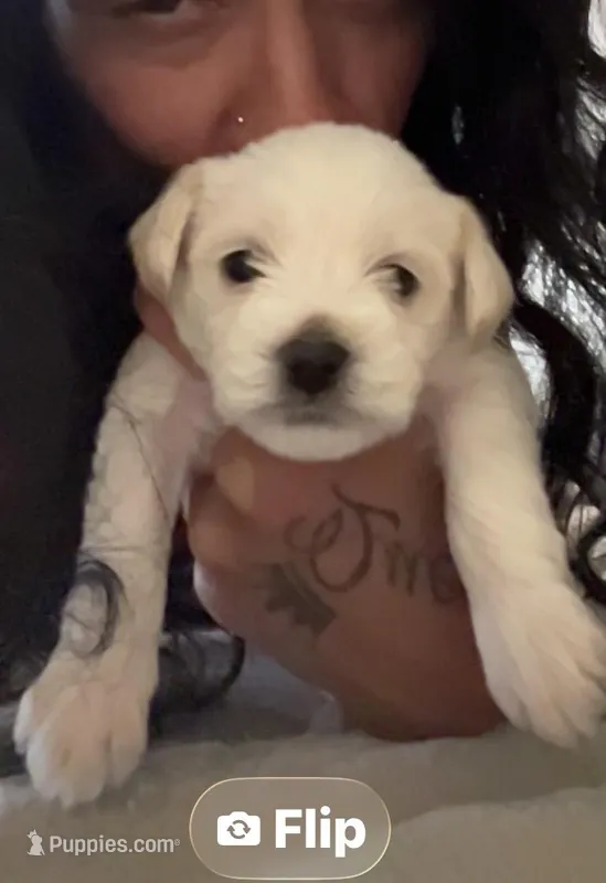White  – Havashire puppy for sale in Lakeland Highlands, FL