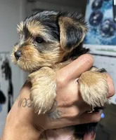 ROTTIE, a female Yorkshire Terrier for sale in Lakeland Highlands, FL – 3 of 8