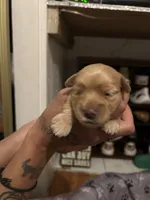 Feisty , a female Yorkshire Terrier for sale in Lakeland Highlands, FL – 5 of 8