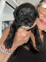 Stache, a male Havashire for sale in Lakeland Highlands, FL – 2 of 2