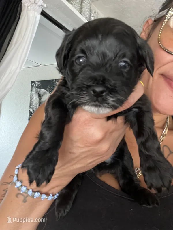 Stache – Havashire puppy for sale in Lakeland Highlands, FL
