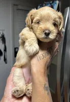 Goldie , a female Yorkshire Terrier for sale in Lakeland Highlands, FL – 3 of 3