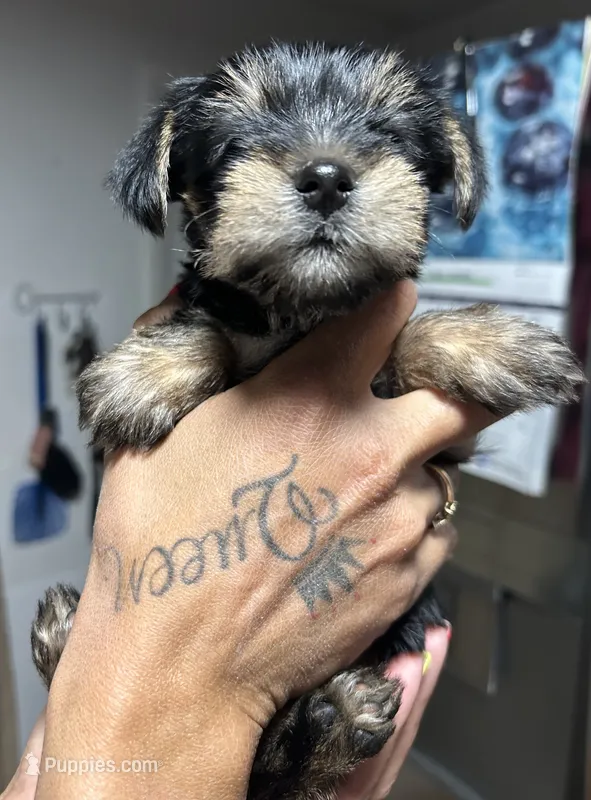 Roxy – Yorkshire Terrier puppy for sale in Lakeland Highlands, FL