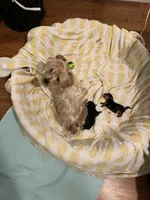 Feisty , a female Yorkshire Terrier for sale in Lakeland Highlands, FL – 4 of 8