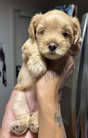 Goldie , a female Yorkshire Terrier for sale in Lakeland Highlands, FL – 2 of 3
