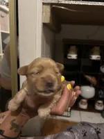 Feisty , a female Yorkshire Terrier for sale in Lakeland Highlands, FL – 7 of 8