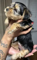 ROTTIE, a female Yorkshire Terrier for sale in Lakeland Highlands, FL – 7 of 8