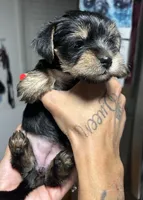 Roxy, a female Yorkshire Terrier for sale in Lakeland Highlands, FL – 4 of 4