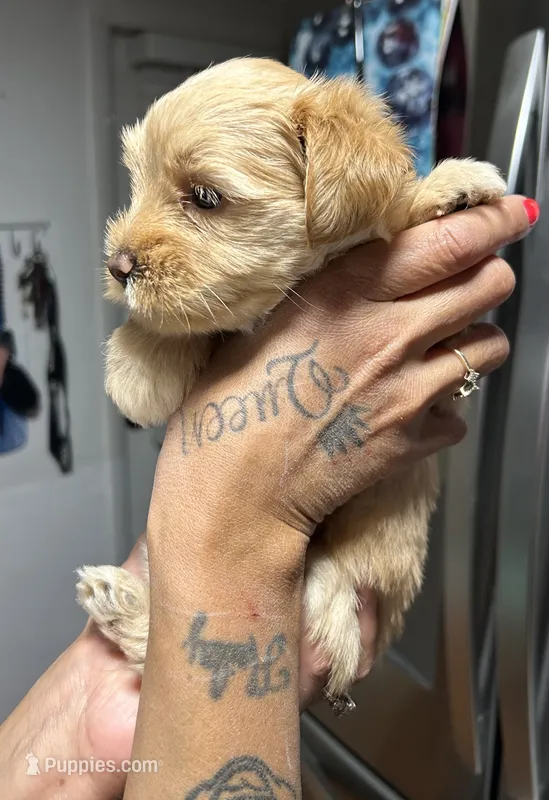 Goldie  – Yorkshire Terrier puppy for sale in Lakeland Highlands, FL