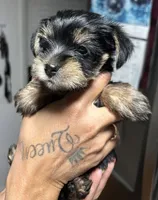Roxy, a female Yorkshire Terrier for sale in Lakeland Highlands, FL – 3 of 4