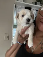 Red (twin brother), a male Havashire for sale in Lakeland Highlands, FL – 3 of 3