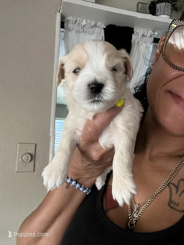 Red (twin brother) – Havashire puppy for sale in Lakeland Highlands, FL