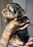ROTTIE, a female Yorkshire Terrier for sale in Lakeland Highlands, FL – 8 of 8