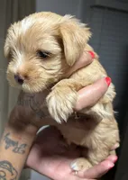 Goldie, a female Yorkshire Terrier for sale in Lakeland Highlands, FL – 4 of 7