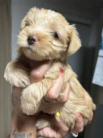 Goldie, a female Yorkshire Terrier for sale in Lakeland Highlands, FL – 3 of 7