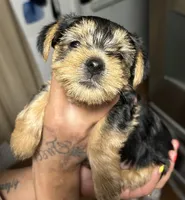 ROTTIE, a female Yorkshire Terrier for sale in Lakeland Highlands, FL – 6 of 8