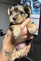 ROTTIE, a female Yorkshire Terrier for sale in Lakeland Highlands, FL – 4 of 8